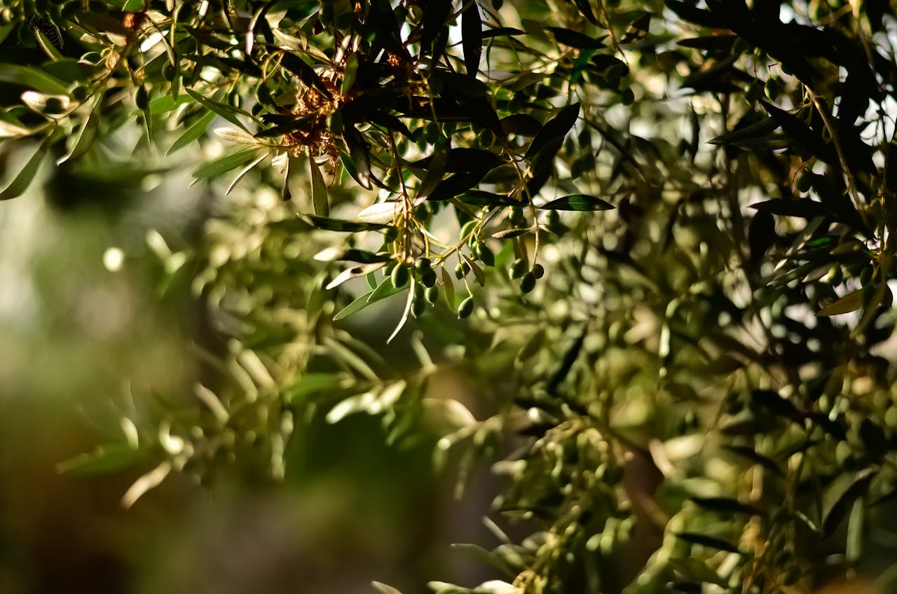 Close-up of olive tree branches with sunlit leaves and ripe olives in Greece.